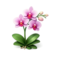 Orchid 3D icon