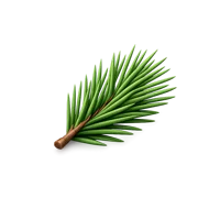 Pine Needle 3D icon