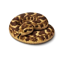 Puff Adder 3D icon