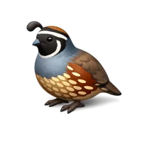 Quail 3D icon