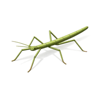 Stick Insect 3D icon