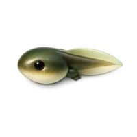 Tadpole 3D icon
